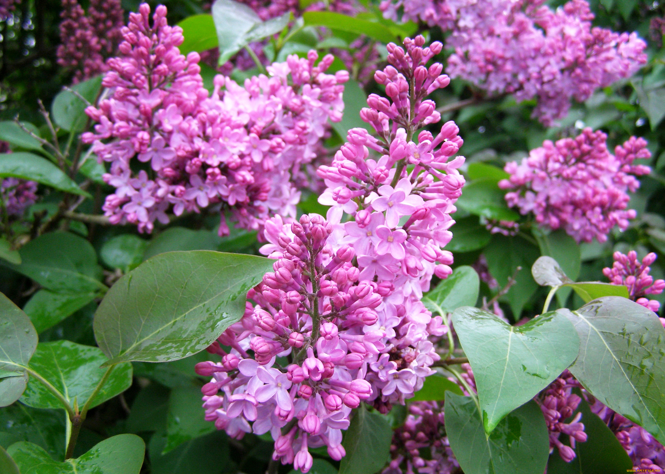 , , flowers, lilac, spring, 